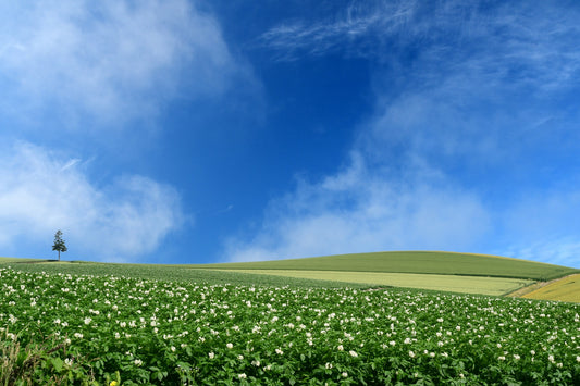 Seasonal sightseeing in Hokkaido