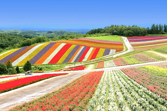 Seasonal sightseeing in Hokkaido